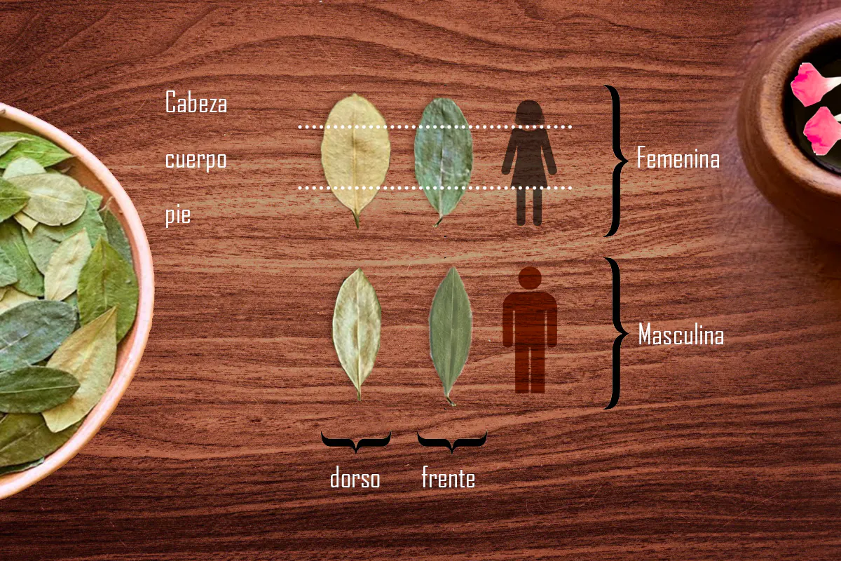 Guía visual para reconocer las partes y orientaciones de las hojas de coca